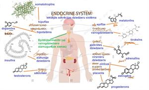 iekšējās sekrēcijas dziederi.JPG