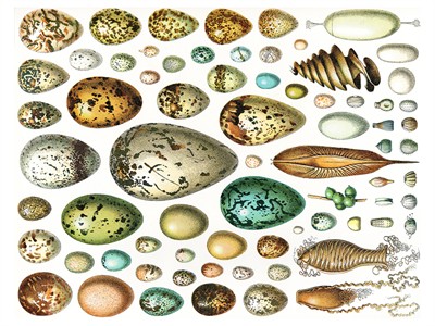 shutterstock_101276089_different eggs_dažādas olas.jpg