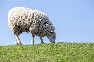 sheep-pix.jpg