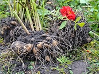 shutterstock_1848789268_dahlia tubers_dāliju gumi.jpg