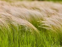 Shutterstock_1921612619_grass in wind_zāle vējā.jpg