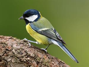 Shutterstock_2380779885_great tit_lielā zīlīte_Lielā zīlīte.jpg