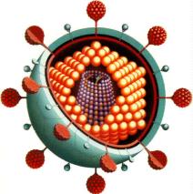 virus.jpg