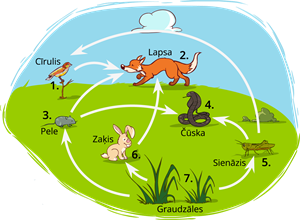 YCUZD_230727_5389_barības tīkls_1.png