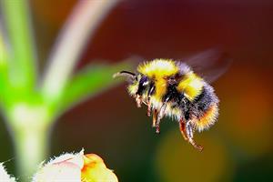 bumble-bee-pix.jpg