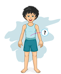 stomach (1).png