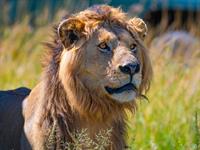 shutterstock_2590214589_lion_lauva.jpg