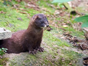 Shutterstock_1657164784_mink_ūdele.jpg
