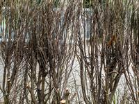 shutterstock_1148663123_bushes_krūmi.jpg