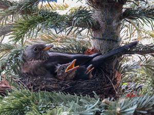 bird-2234964_960_720.jpg