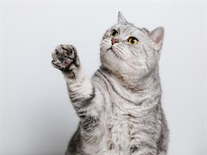 shutterstock_2527053247_cat_kaķis.jpg