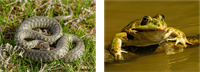 YCUZD_250814_7527_zalktis_varde_1.png