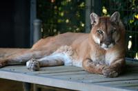 cougar-pix.jpg