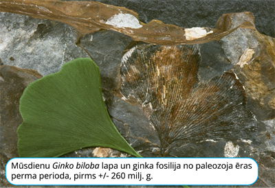 YCUZD_240805_6505_ginko biloba lapa.png