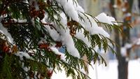 the-snow-on-the-branch-2996943_1920 thuja.jpg