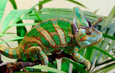 chameleon-pix.jpg