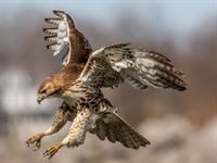 Shutterstock_2005088096_hawk_vanags.jpg