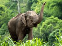 12_6_Shutterstock_2154025499_elephant_zilonis.jpg