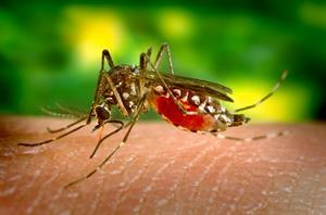 mosquito-pix.jpg