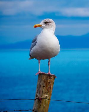 avian-beach-bird-260757.jpg