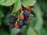 Shutterstock_2014286180_blackberries_kazenes.jpg