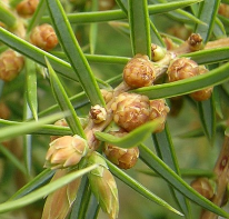 juniperuscommunis.png