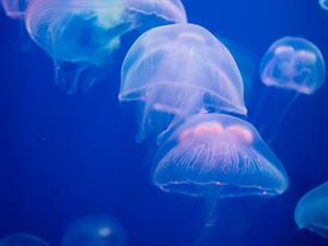 Shutterstock_2107864040_jellyfish_medūza.jpg