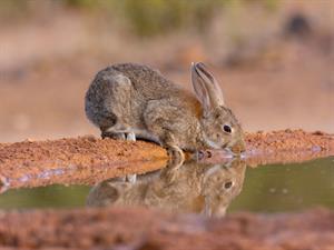 Shutterstock_2089327762_rabbit drinking_zaķis dzer.jpg