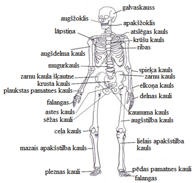 skeleton_8530.png
