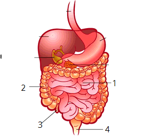 K-digestive-275x2rr67-enIL.png