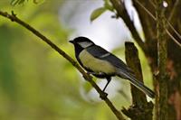 tit-5145995_1920zilite.jpg