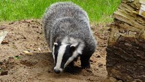badger_барсук_apsis.jpg