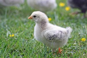 chicks-2165360_960_720.jpg