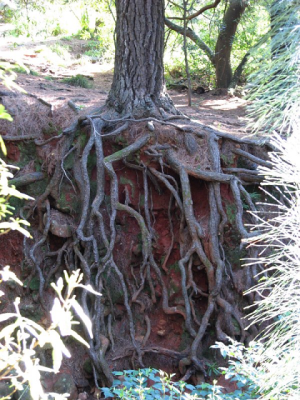 newlands_forest_roots.png