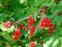 Shutterstock_1434411977_red currant_jāņogas.jpg