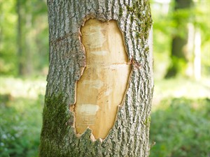 shutterstock_2527166059_koka mizas bojājumi_tree bark damage.jpg