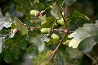 oak-2788606_1920.jpg