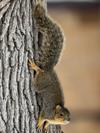 Shutterstock_2249013841_squirrel_vāvere.jpg