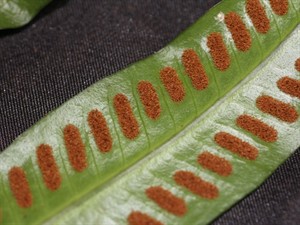 Shutterstock_2521148163_fern spores_papardes sporas.jpg