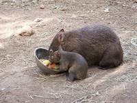 wombat-pix.jpg