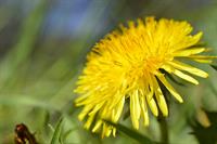 dandelion-4119846_1280.jpg