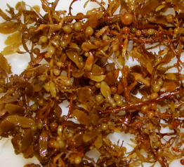 Brown-Algae-Kelp.png