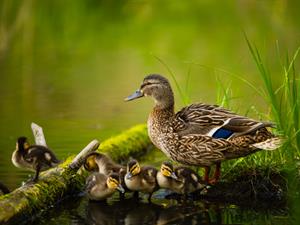 Shutterstock_1729749055_duck with ducklings_pīle ar pīlēniem.jpg