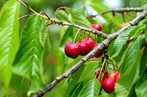 cherry-1437707_960_720.jpg