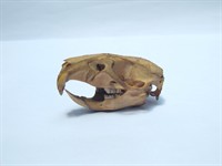 shutterstock_1739268278_rodent skull_grauzēja galvaskauss.jpg