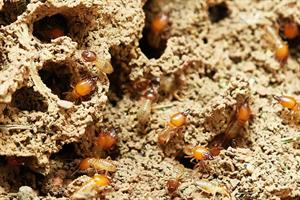 termites-pix.jpg