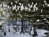 shutterstock_668528221_vallisneria spiralis_spirālveida valisnērija.jpg
