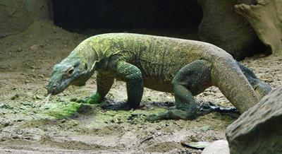 komodo-dragon-pix.jpg