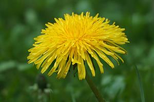 dandelion-5174890_1920.jpg