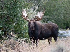 Shutterstock_2118162209_moose_alnis.jpg